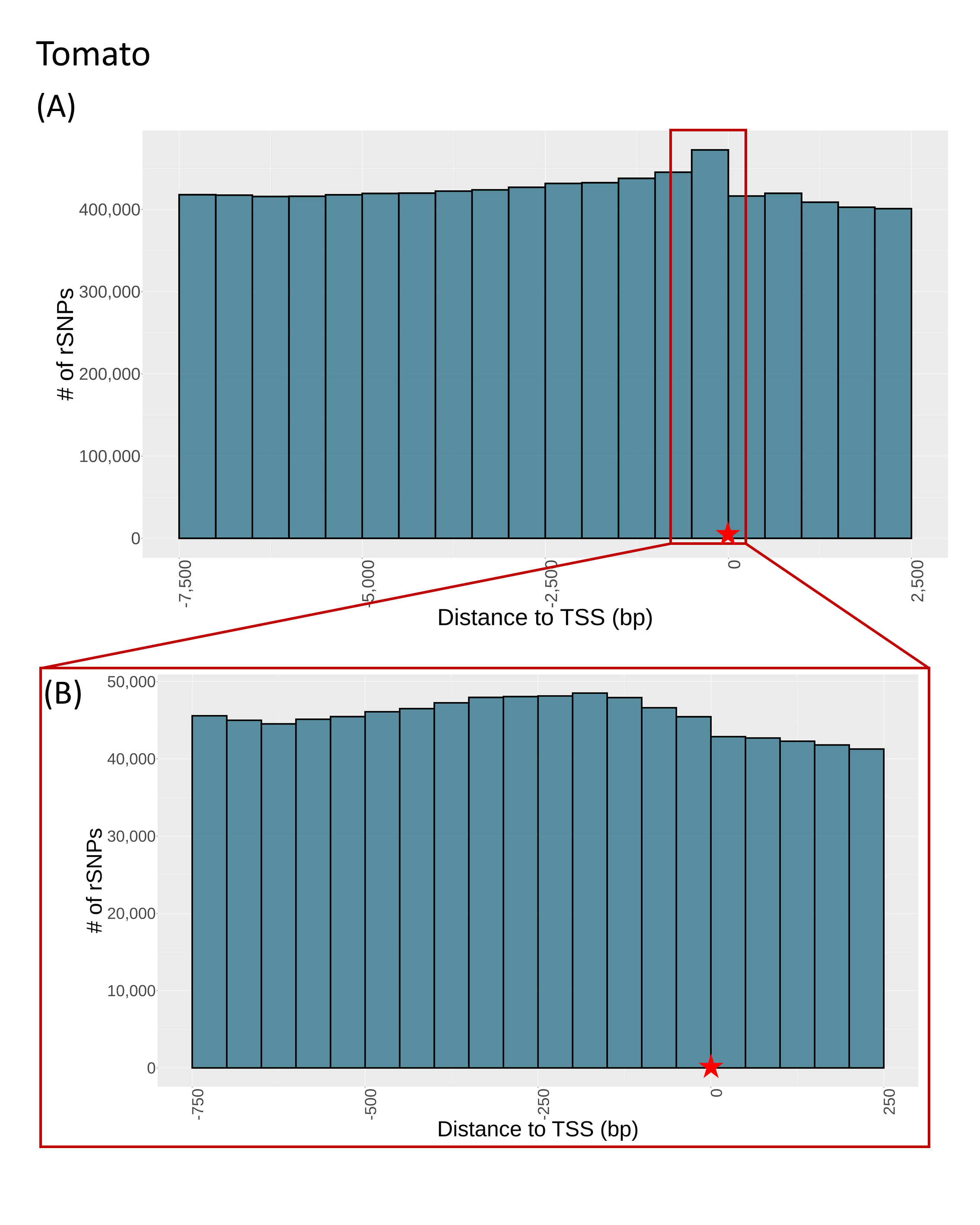 SNP distance to TSS tomato