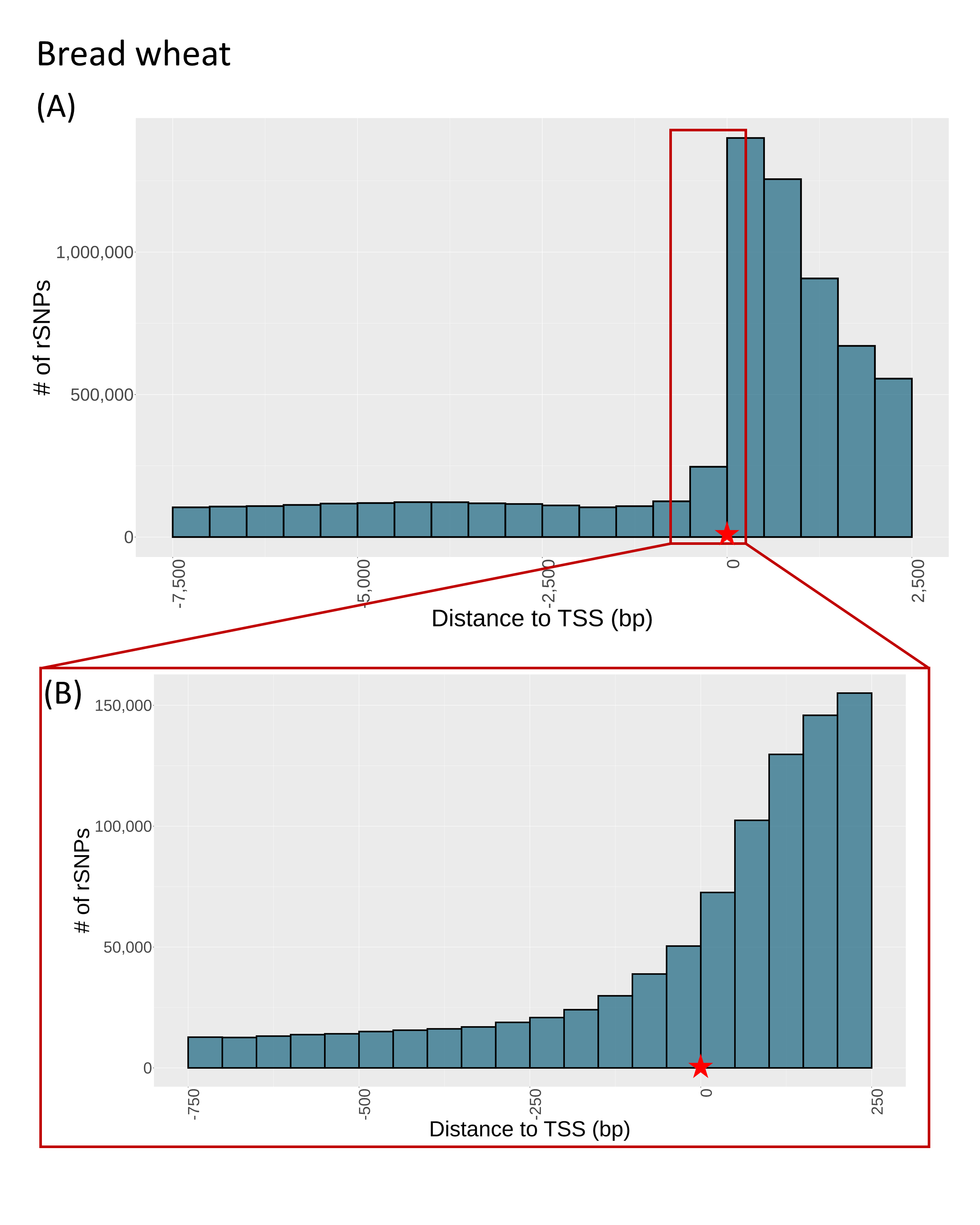 SNP distance to TSS wheat