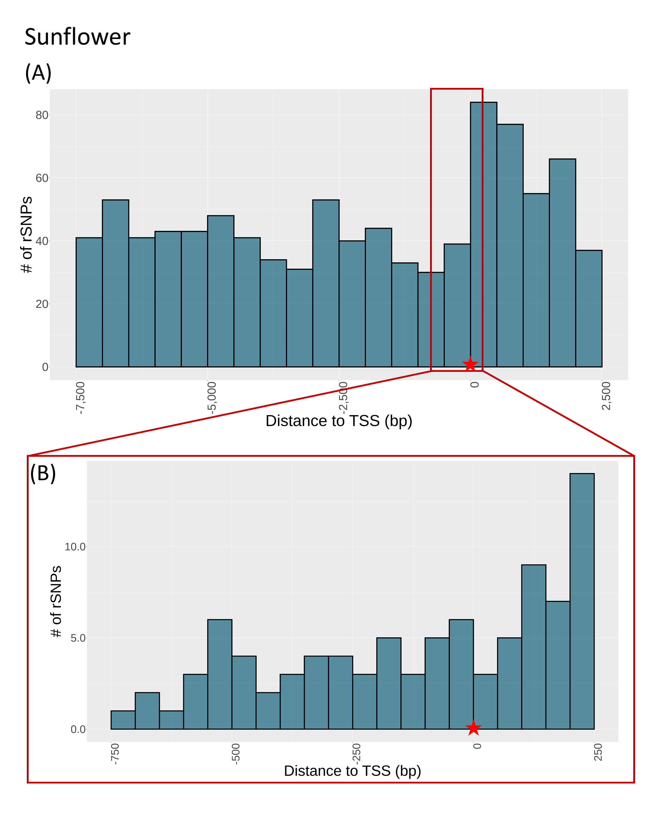 SNP distance to TSS sunflower