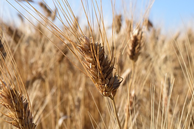 durum_wheat