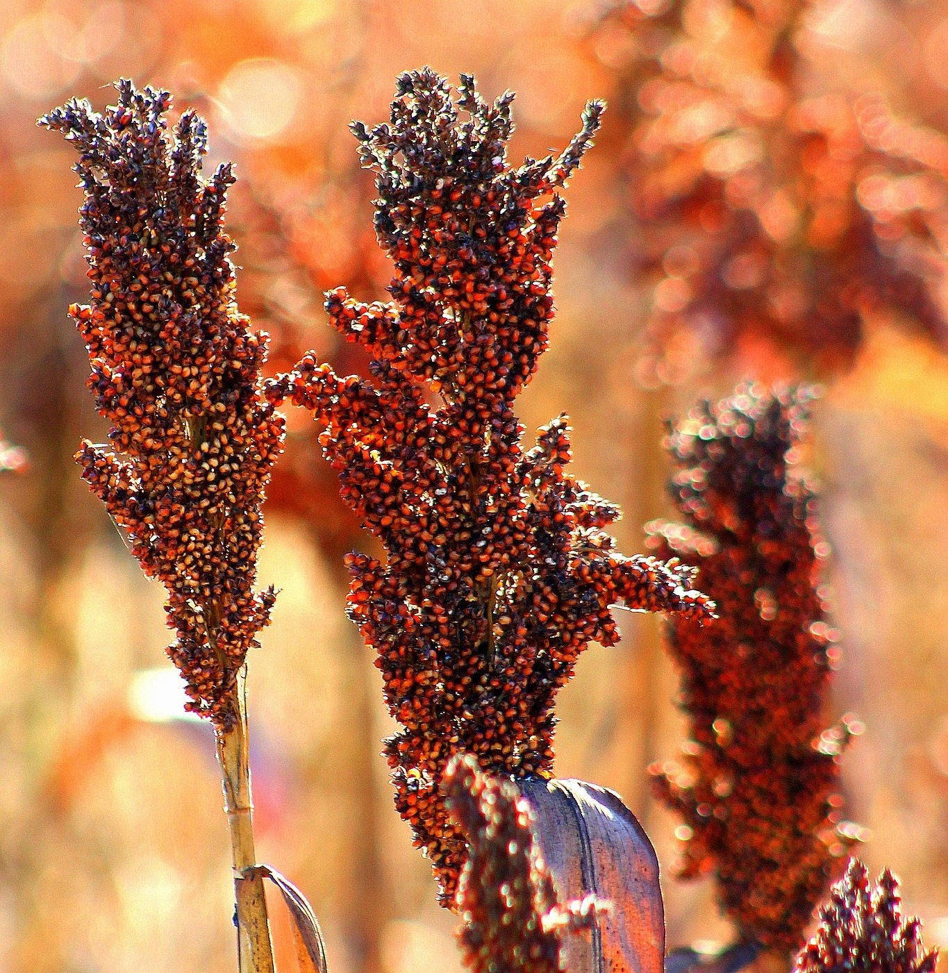 sorghum