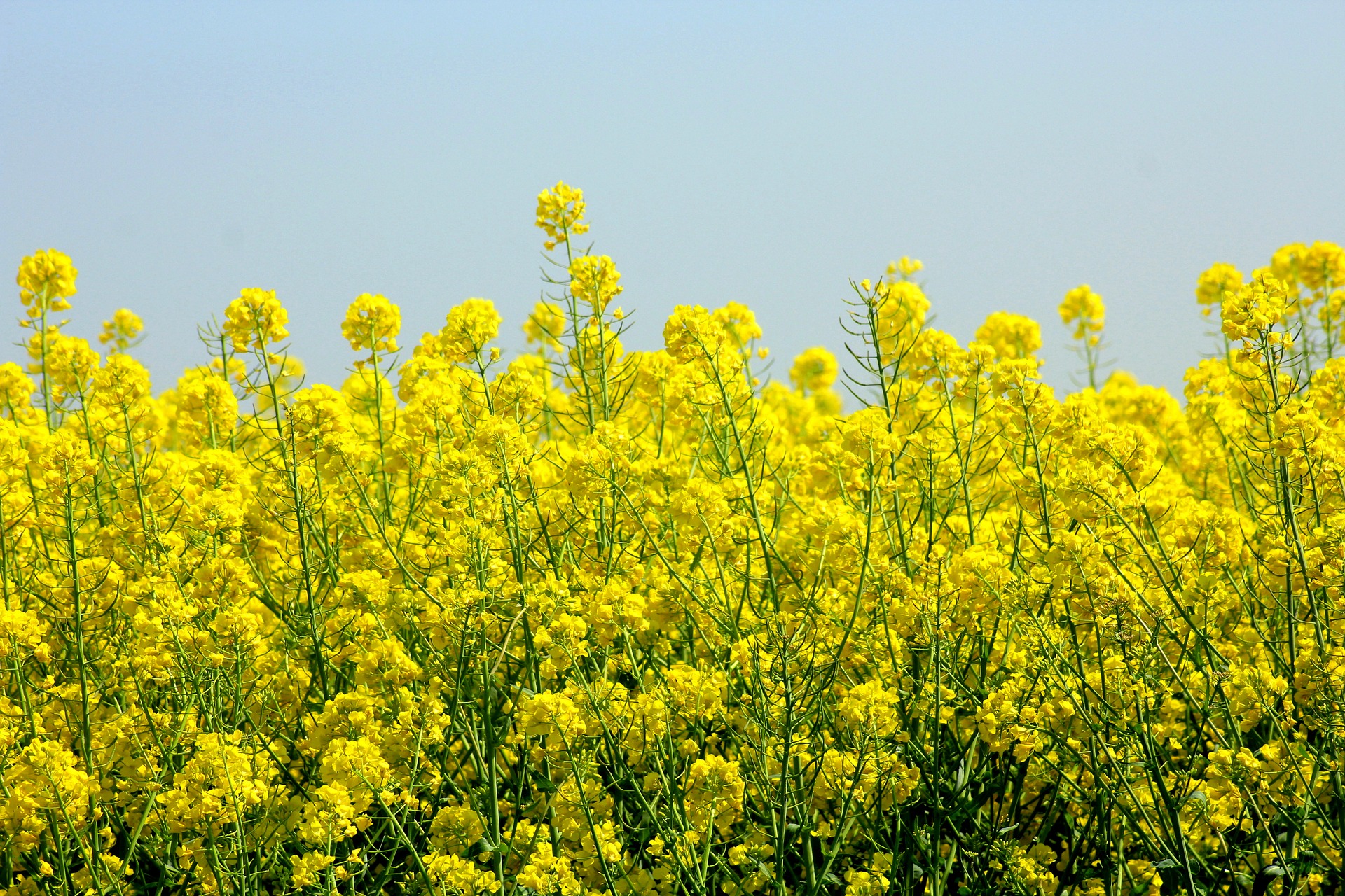 rapeseed